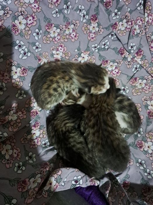 кошки и котята, белые кошки