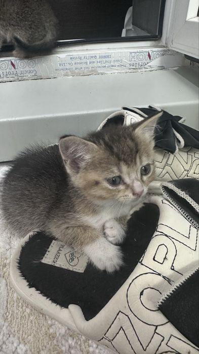 Отдам котят в добрые руки