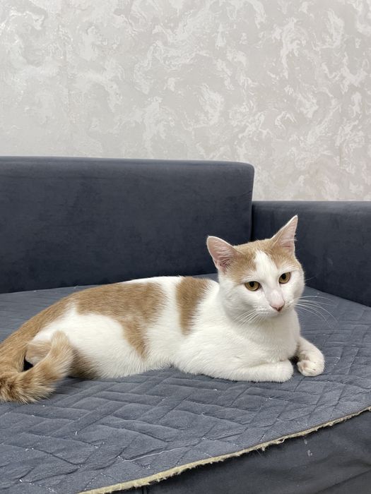 Кот возраст один год