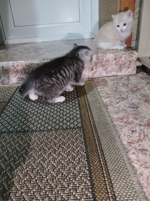 Котята в хорошме руки