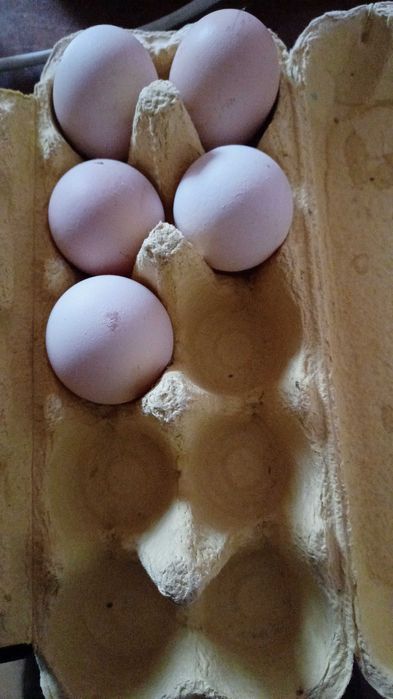 Ouă Australorp pentru incubat