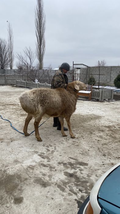 Арашан қошқар ..