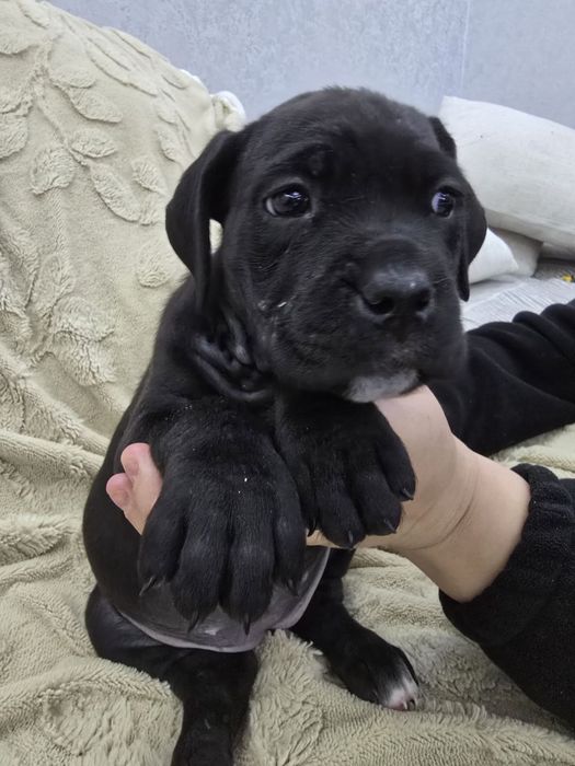 Продаются щенки Кане Корсо