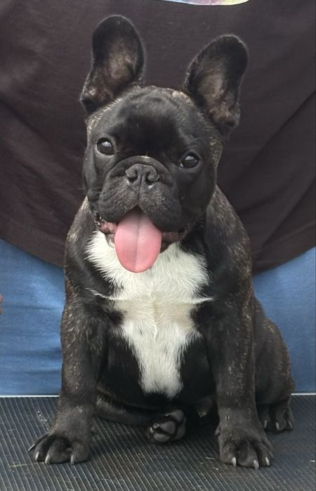 Mascul Bulldog francez cu pedigree FCI