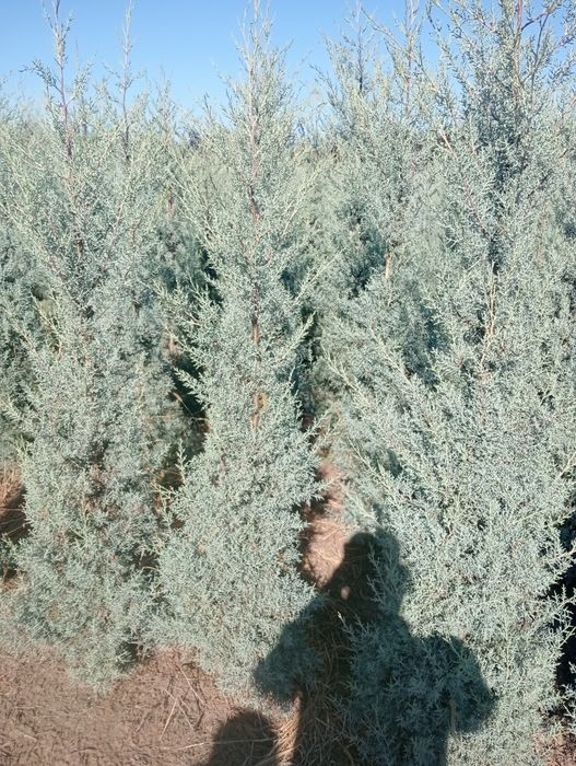 Planta Rilaindi plantat
