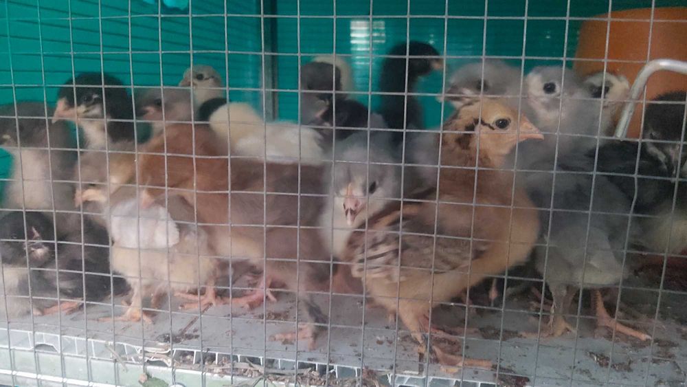 Продаются циплята месячные и двухнедельные.