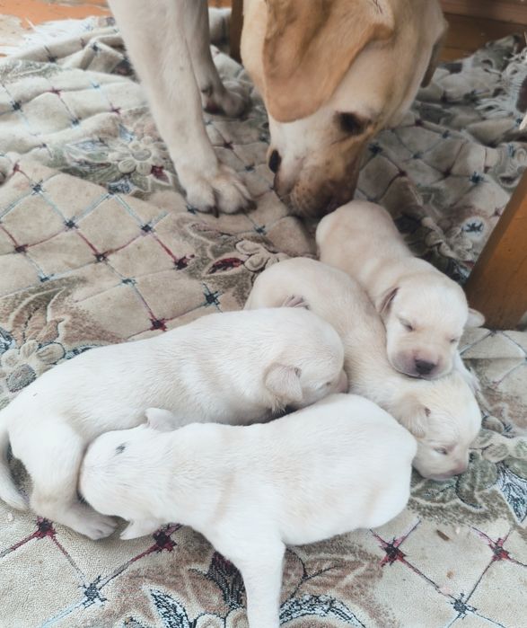 Королевский лаблодор