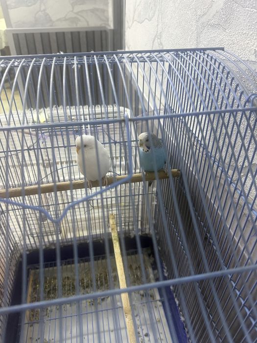 Продам попугаев пара самец самка