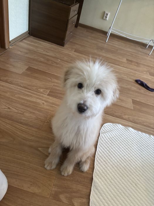 Щенок в добрые руки