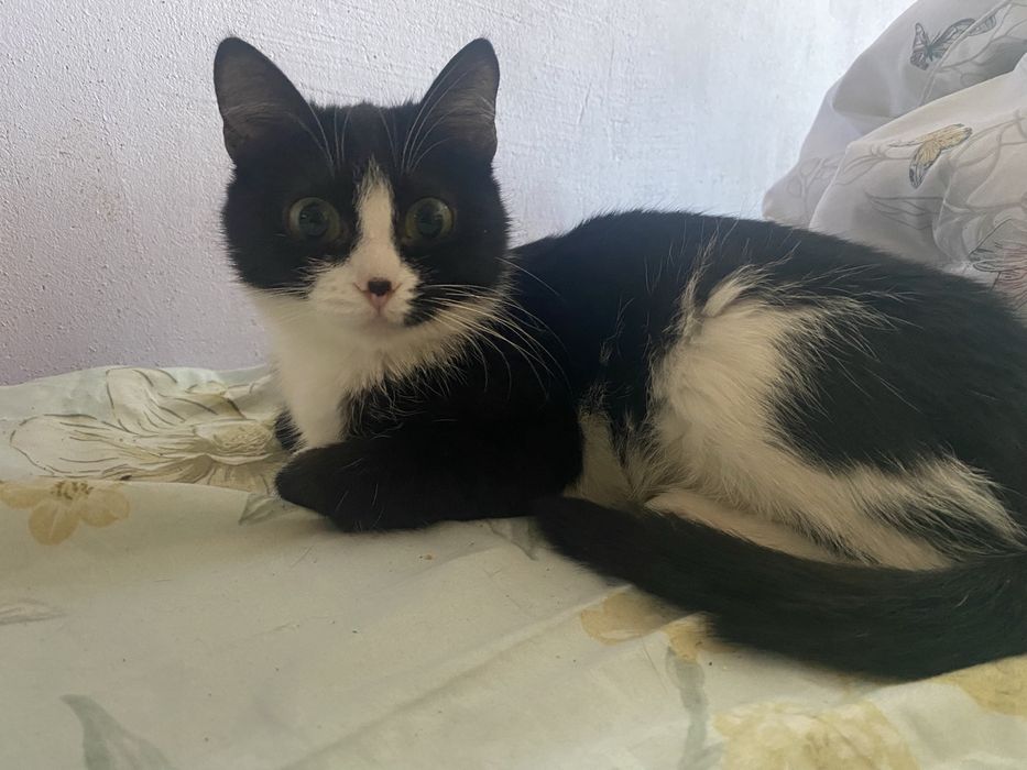 Кошку в добрые руки