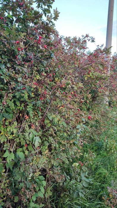 Дача в ст. Каштан