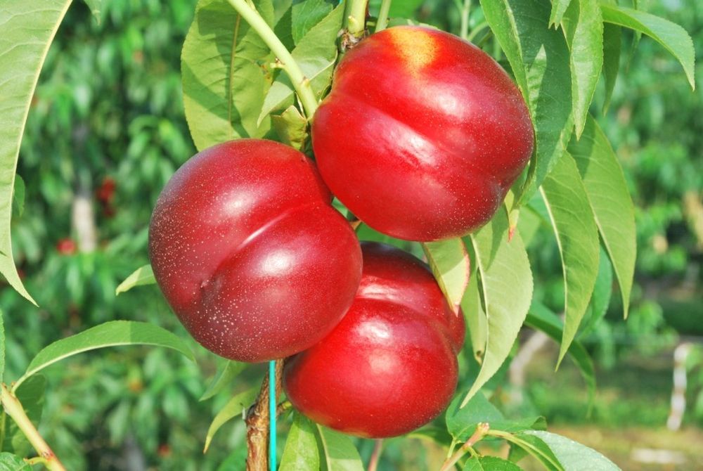 Хар хил мевали дарахтла кучатлар бор.