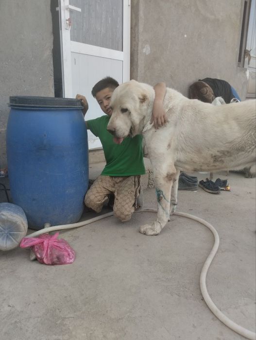 Gigant Alabay sotiladi