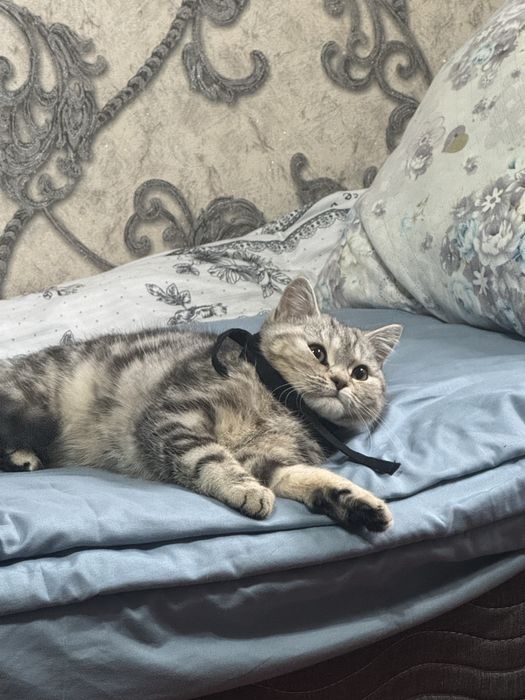 Кошка скотиш страйт