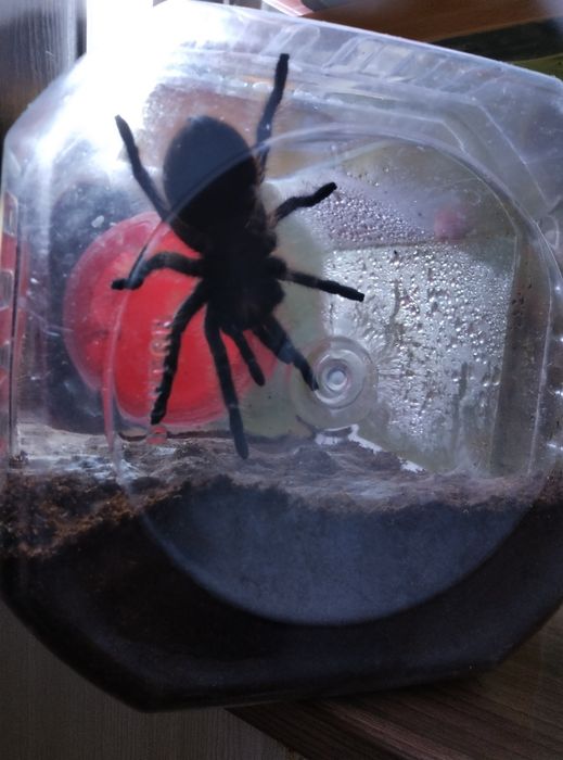 Паук птицет  домашний