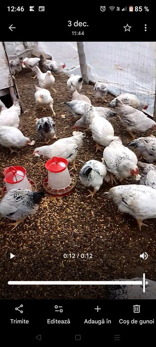 puii tineri inte 3kg și 3.50