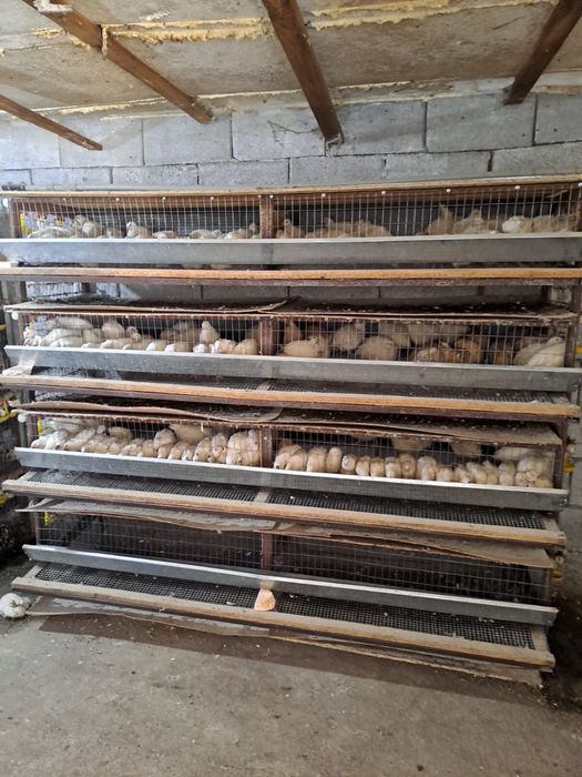 Бөдене құстары, перепёлка