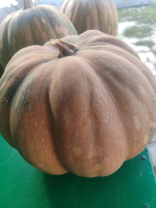 Продам домашнюю тыкву