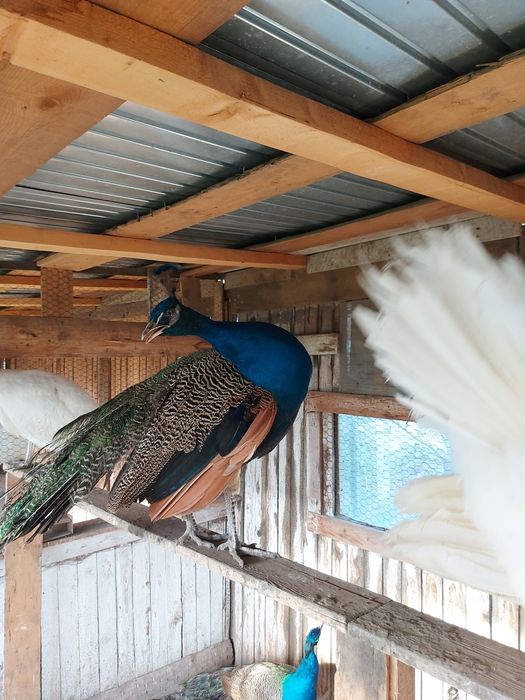 Vând Păuni Masculi