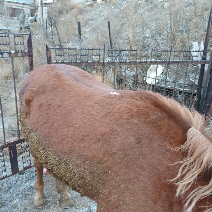 Продам лошадь,4года