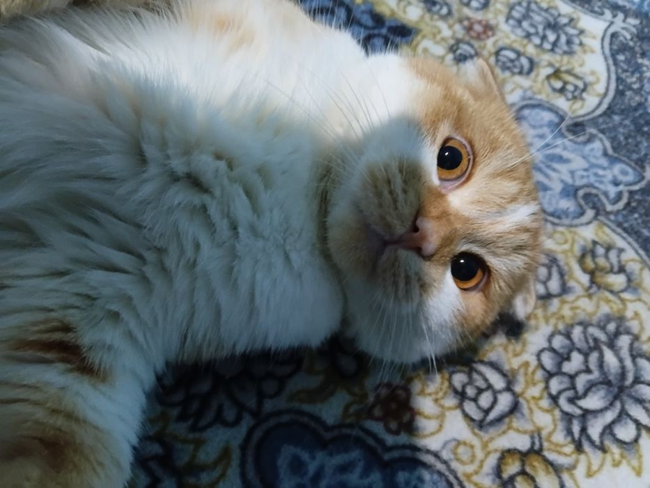 Sumkasi, ovqat idishi , uychasi, tirnoq oladigani,tarog'i, latogi