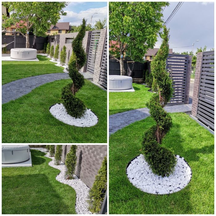 Plante ornamentale tuia. Piatra de placat. Piatra cubica. Gazon rulour