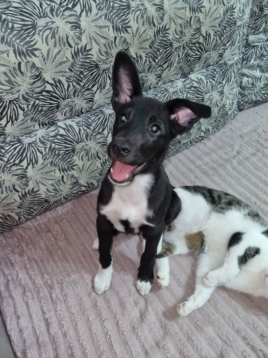 Идеальный пёс ищет семью