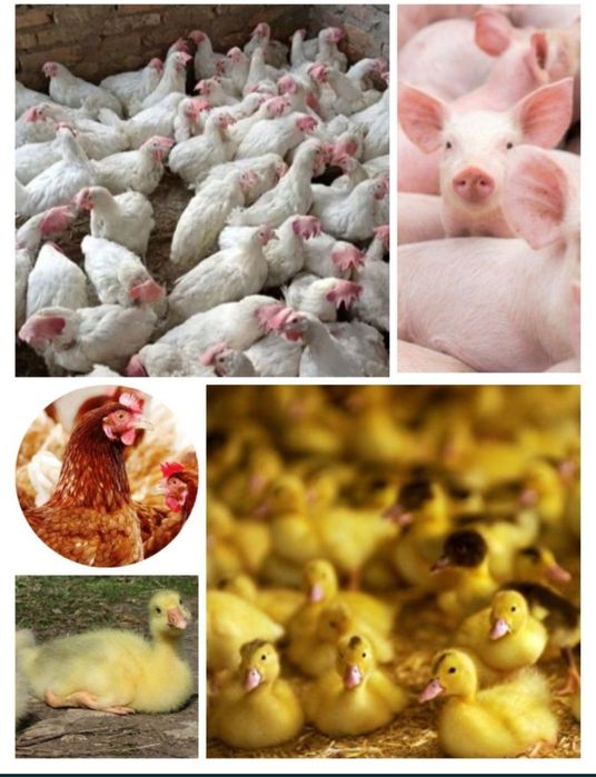 Принимаем заказы куры уже в наличии