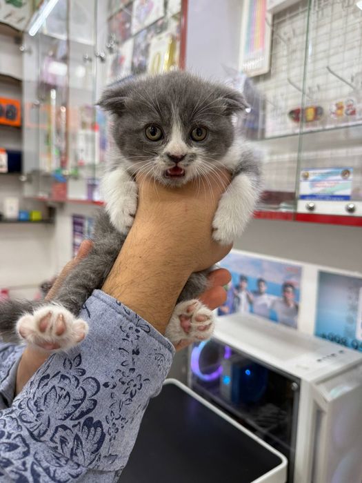 шотландская вислоухая и страйт. scottish fold and straight
