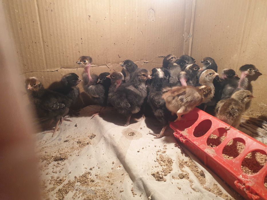 Цыплята домашние. 700 тенге