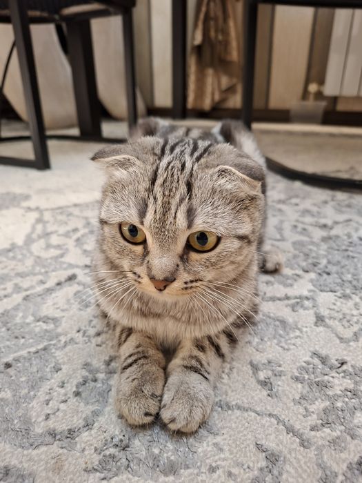 Мушук Кошка Шотландская вислоухая ,,Скоттиш-фолд''