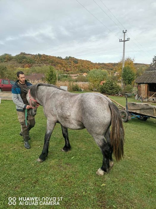 Vand manza sura de 1 an jumate