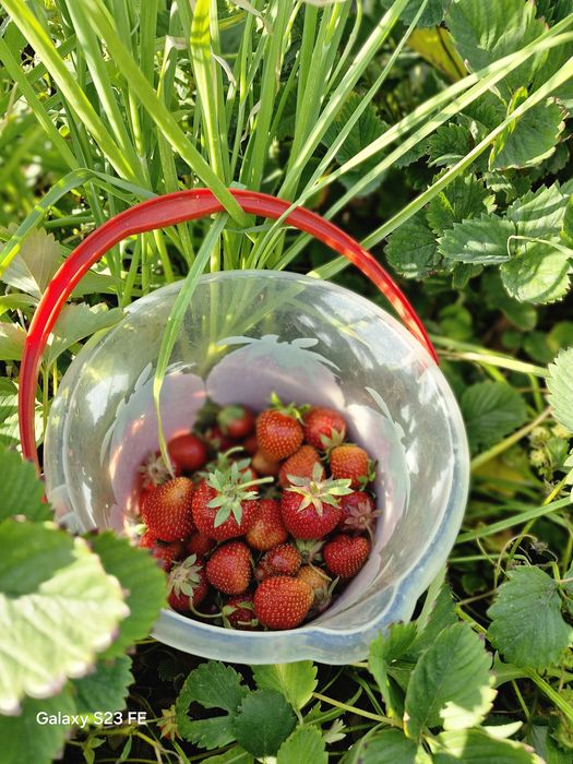 Продам клубнику дачную