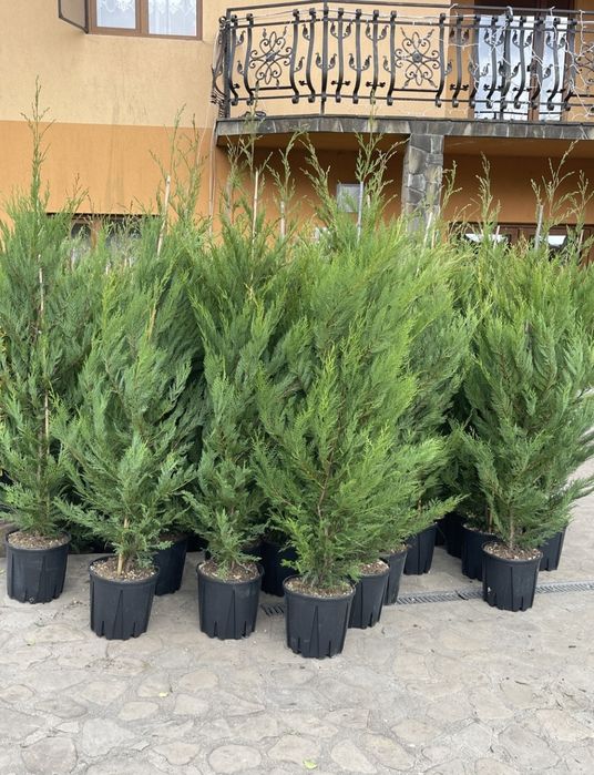 Leylandii 2.3m - 2.5m la super oferta/ calitate extra/ oferim livrare