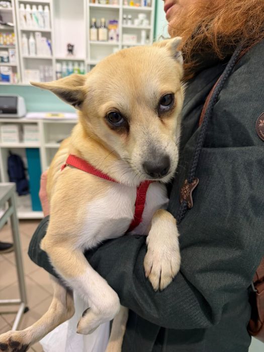 Малко кученце търси дом