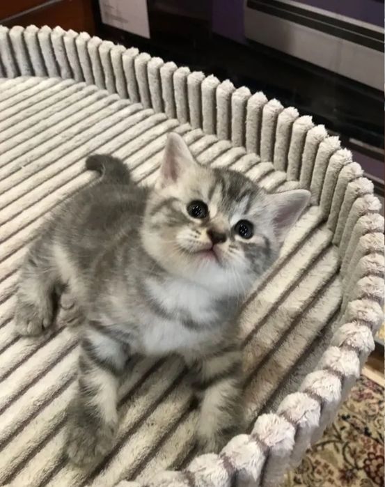 Котята мальчики и девочки 1.5 мес