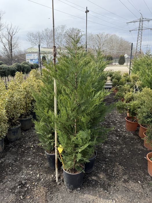 Tuia leylandii la ghiveci 1.5 m