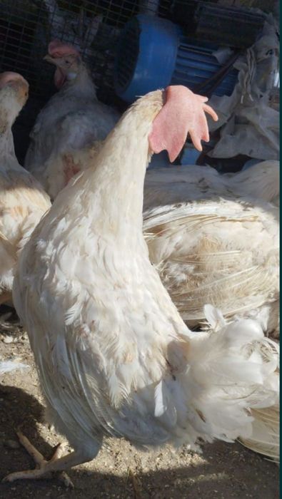 Курочки несушки ,с доставкой до дома