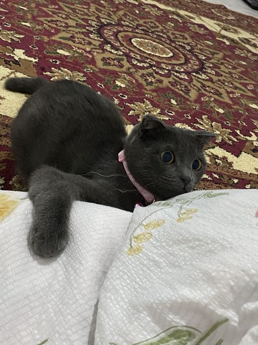 Шотландская кошка