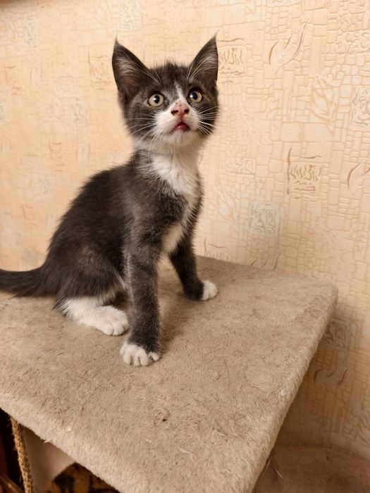 В добрые руки котик