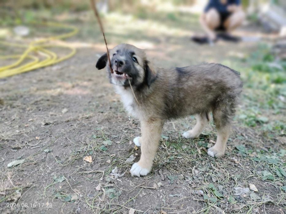 Donez catelusi pentru adoptie - in Cluj-Napoca si zonele limitrofe