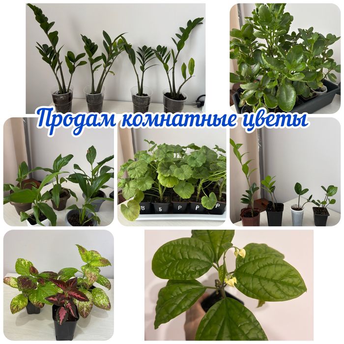Продам комнатные цветы