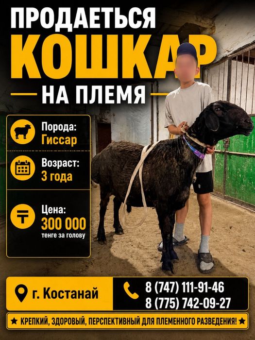 Продам кошкара 3 года