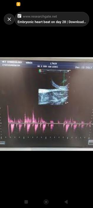 VETERINAR XIZMATI   Ветеринарные услуги