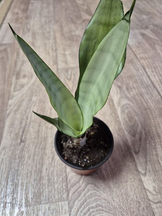 Продам комнатные цветы