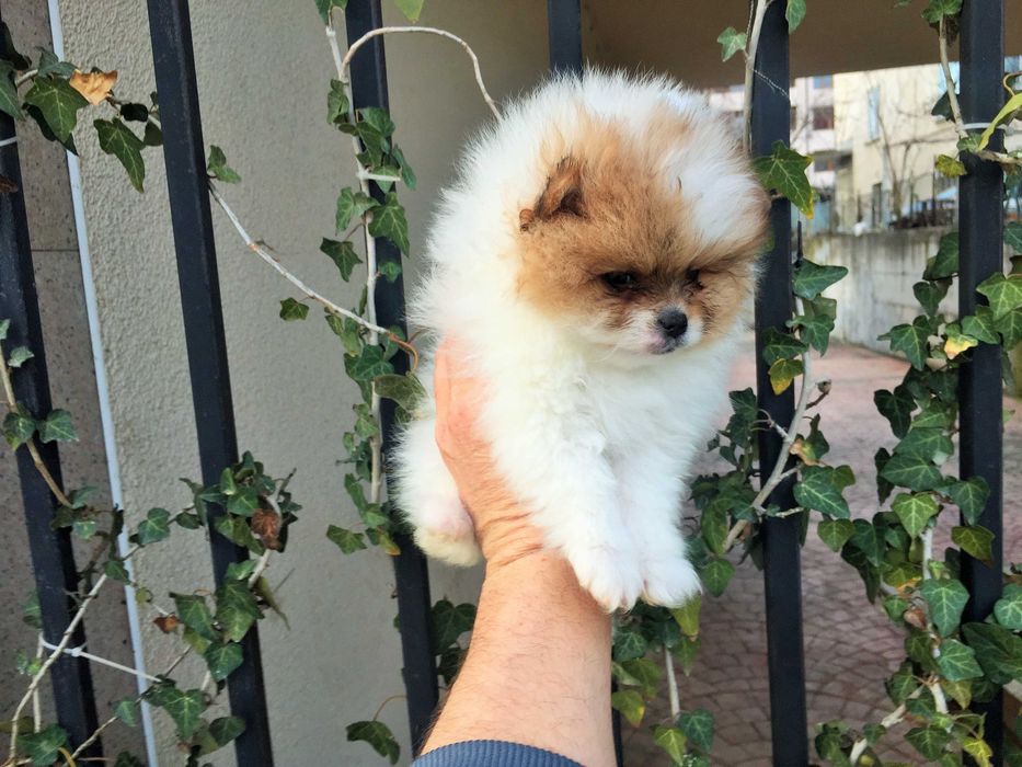 Померан мини Померанчета