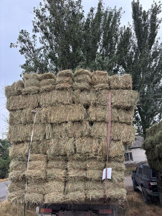 Шоп сатылады [сено]