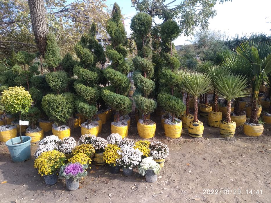 Archalar va xar xil turdagi manzarali daraxtlar bor