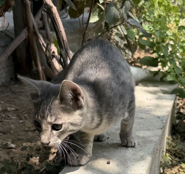 Котенок девочка!! В добрые руки