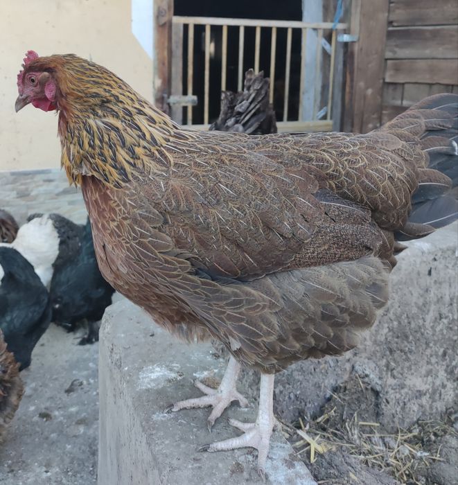 Ouă incubație găini mixt